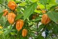 Chili pepper plant habaneros